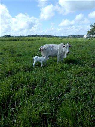 Área da Fazenda com gados.