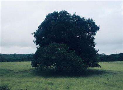 Fazenda 