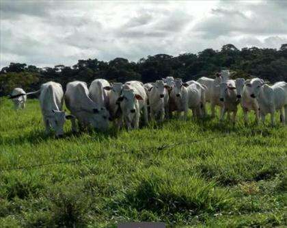 Fazenda 