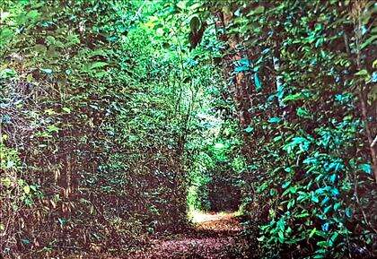 Entrada da Mata Atlântica 