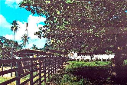  Curral Bovino